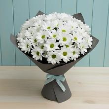 Букет цветов из:  Хризантемы #REPLACE_PRED# Пречистое
